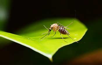 mosquito-pest-bar.jpg