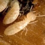 The Hidden Dangers Of Ignoring Pest Infestations