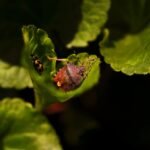 Bugs Out Pest Control in Georgetown