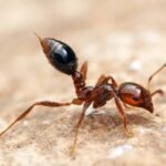 Are Ants Invading Your Home