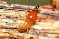 Why Springtime is Termite Time