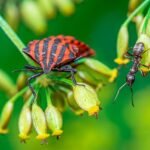 Spring Pest Control Get Ready