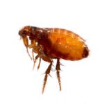 Ticks & Fleas Out of Your Home.