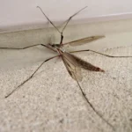 Crane Flies What to Know