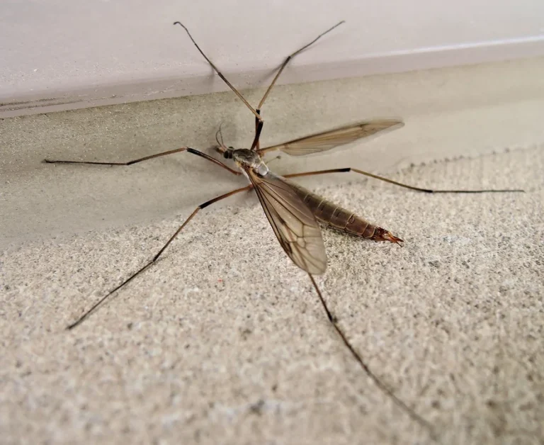 Crane Flies What to Know