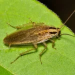 Cockroaches in Pawleys Island