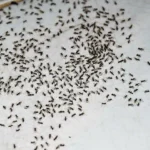 The Most Effective Ant Control Solution For Myrtle Beach Homeowners