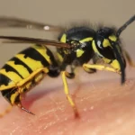 Wasp Stingers In Pawleys Island
