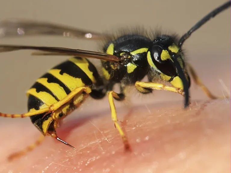 Wasp Stingers In Pawleys Island