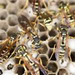 What To Do About Wasp Nests