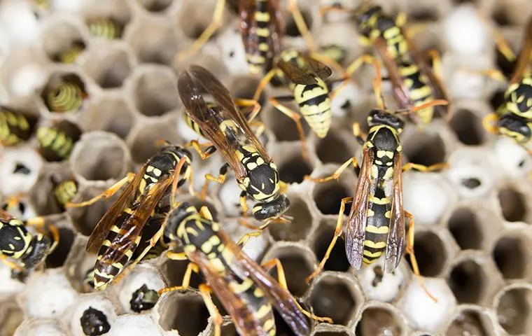What To Do About Wasp Nests