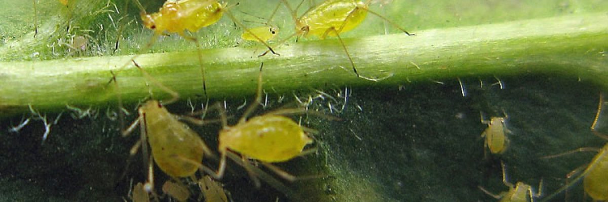 Aphids