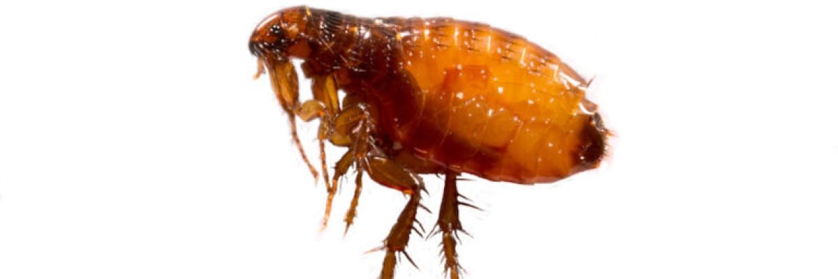 Fleas on a white background close-up. Destruction of parasites in pets. Treatment of premises with insecticides.