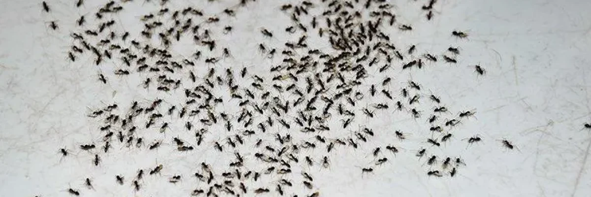 ants-on-a-kitchen-floor-myrtle.jpg