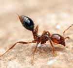 fire-ant