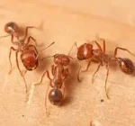 fire-ants-on-wood-300x225