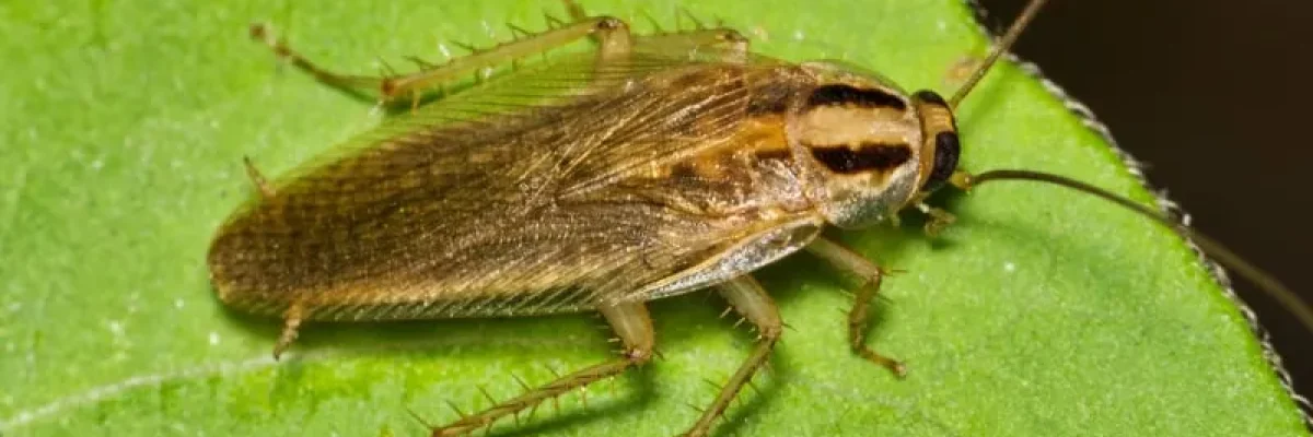 german-cockroach-Pawleys