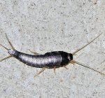 silverfish