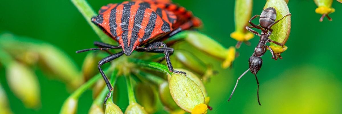 spring-bugs-out-pest-prevention
