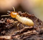 termites-pest-bar.jpg