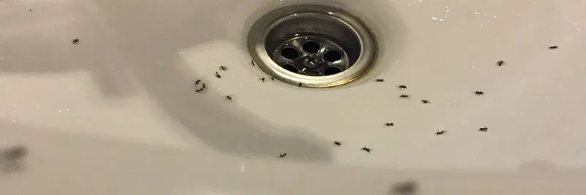 tiny-ants-in-bathroom-sink-Pawleys-Island.jpg