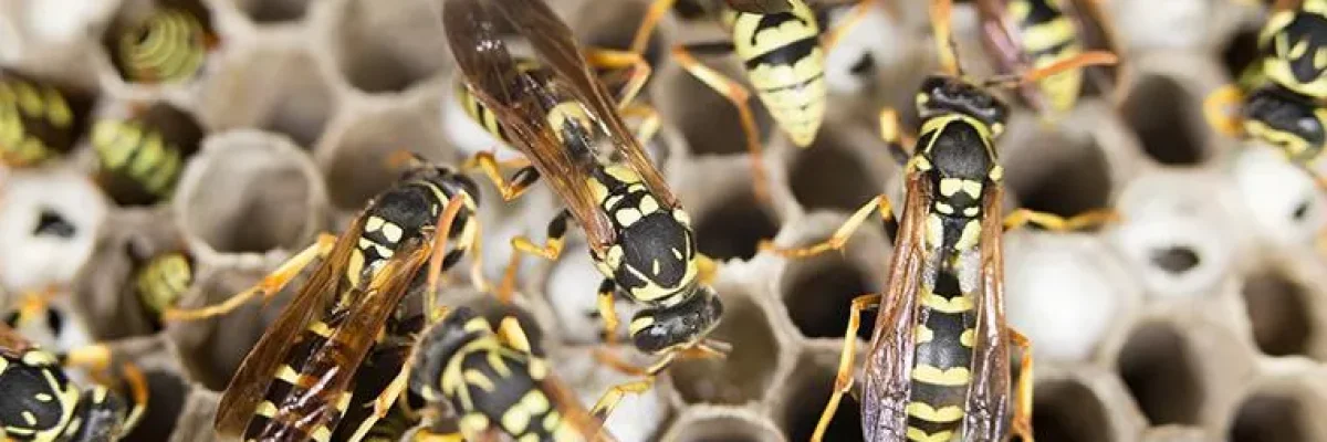 wasps-on-nest.jpg